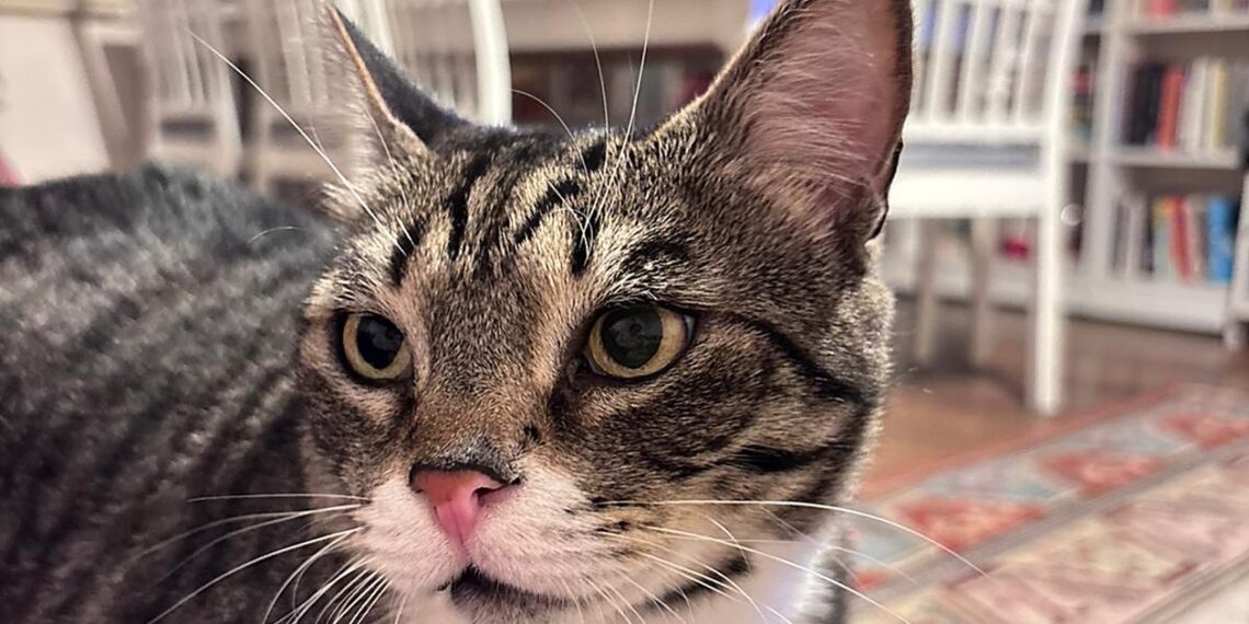 Apartman Yaşamında Gürültü ve Evcil Hayvanlar: Hukuken Ne Yapabilirsiniz?